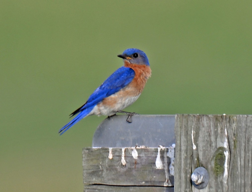 Eastern Bluebird - ML638378732