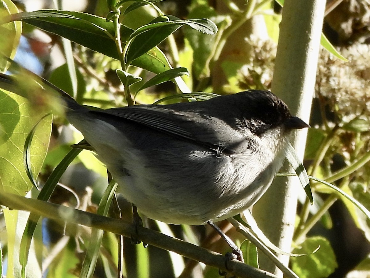 Black-capped Warbling Finch - ML638378740