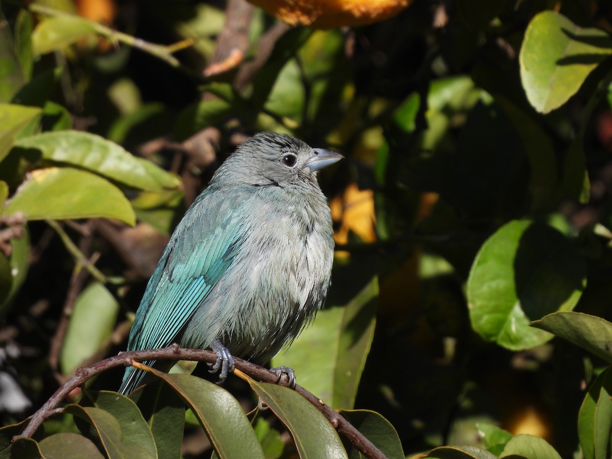Sayaca Tanager - ML638378755
