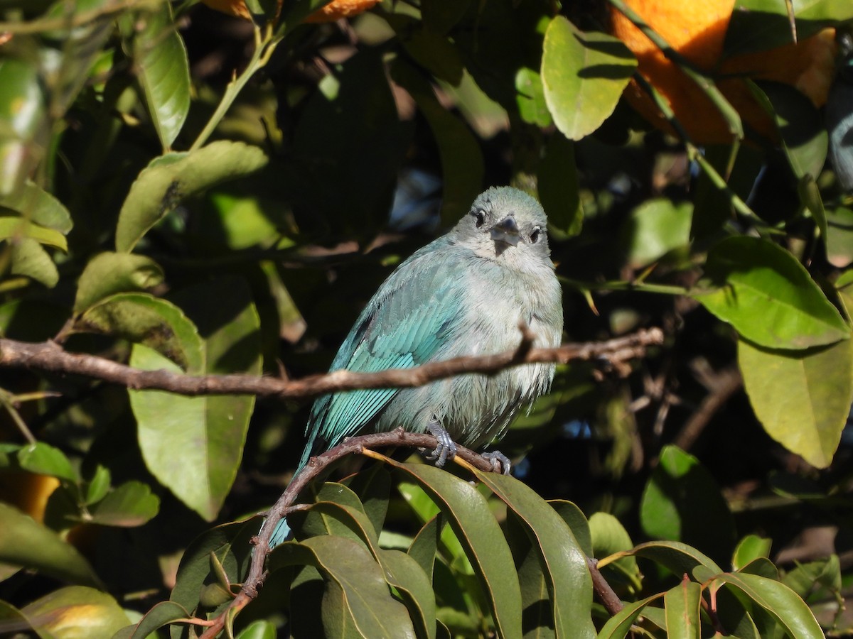 Sayaca Tanager - ML638378756