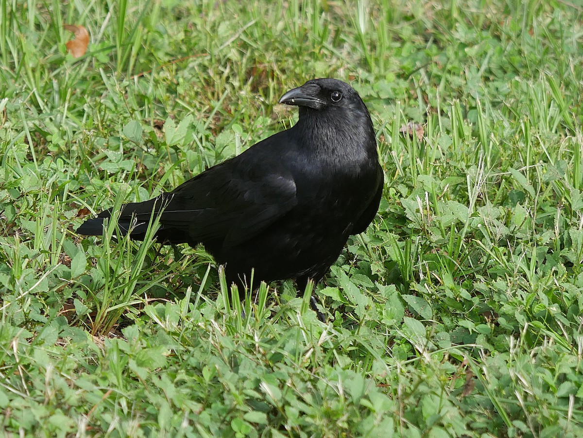Fish Crow - ML638378764