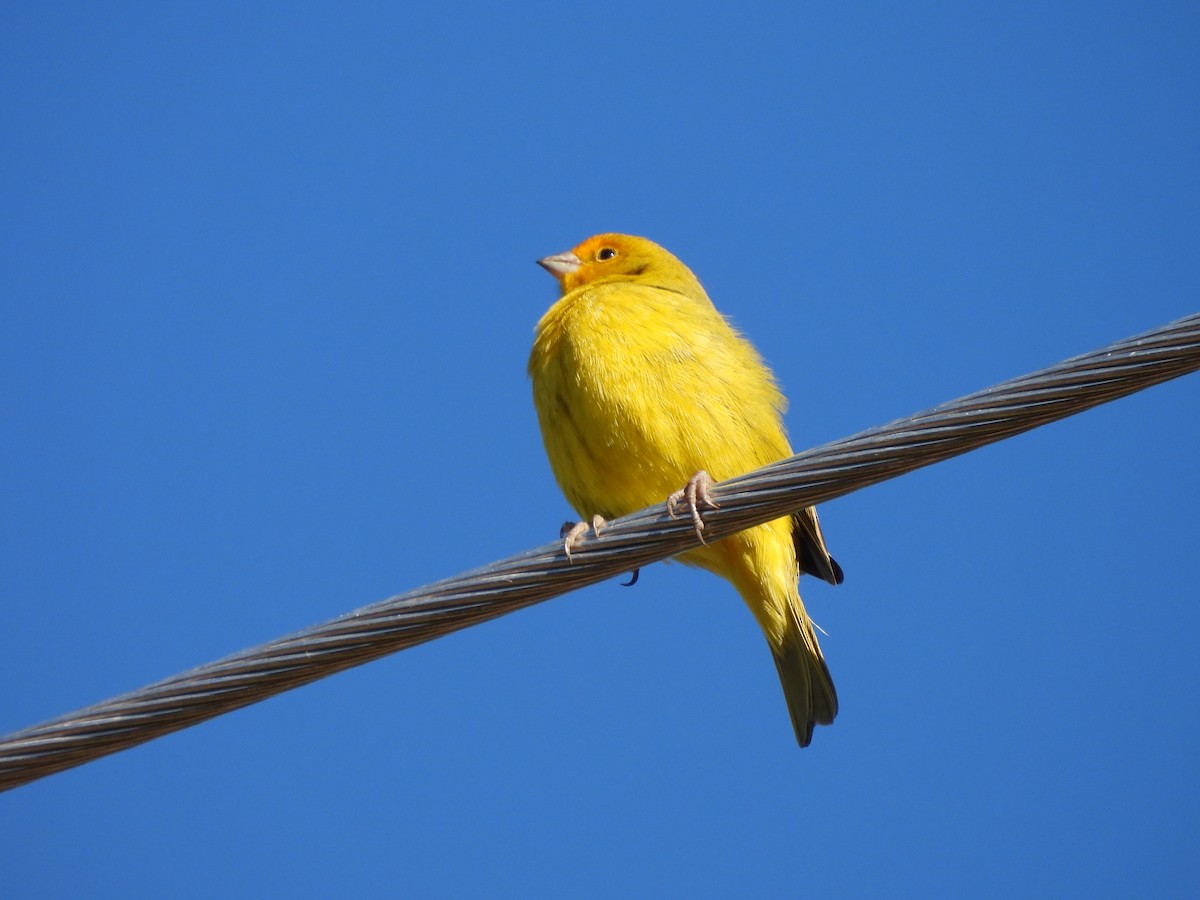 Saffron Finch - ML638378766