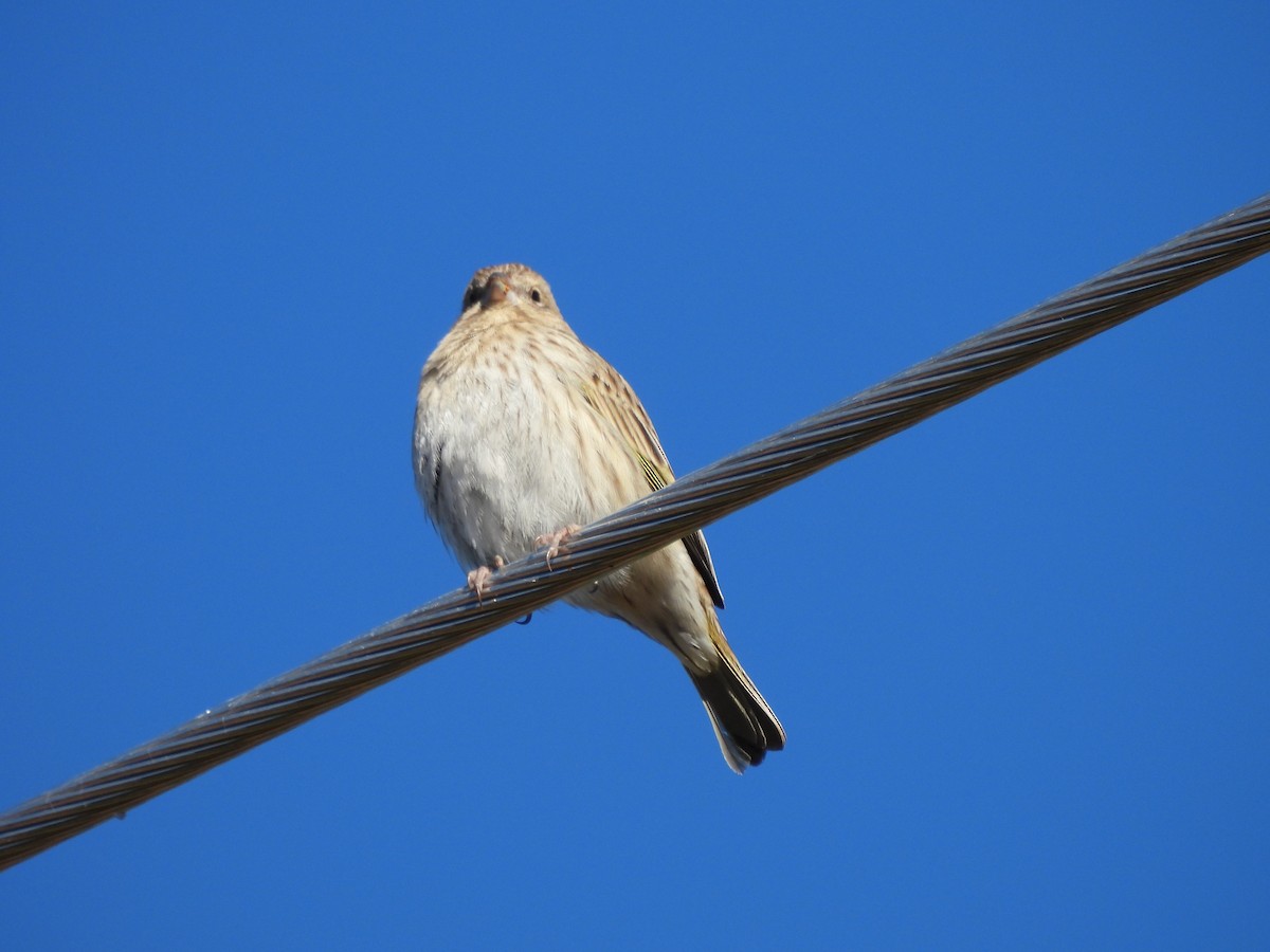 Saffron Finch - ML638378767