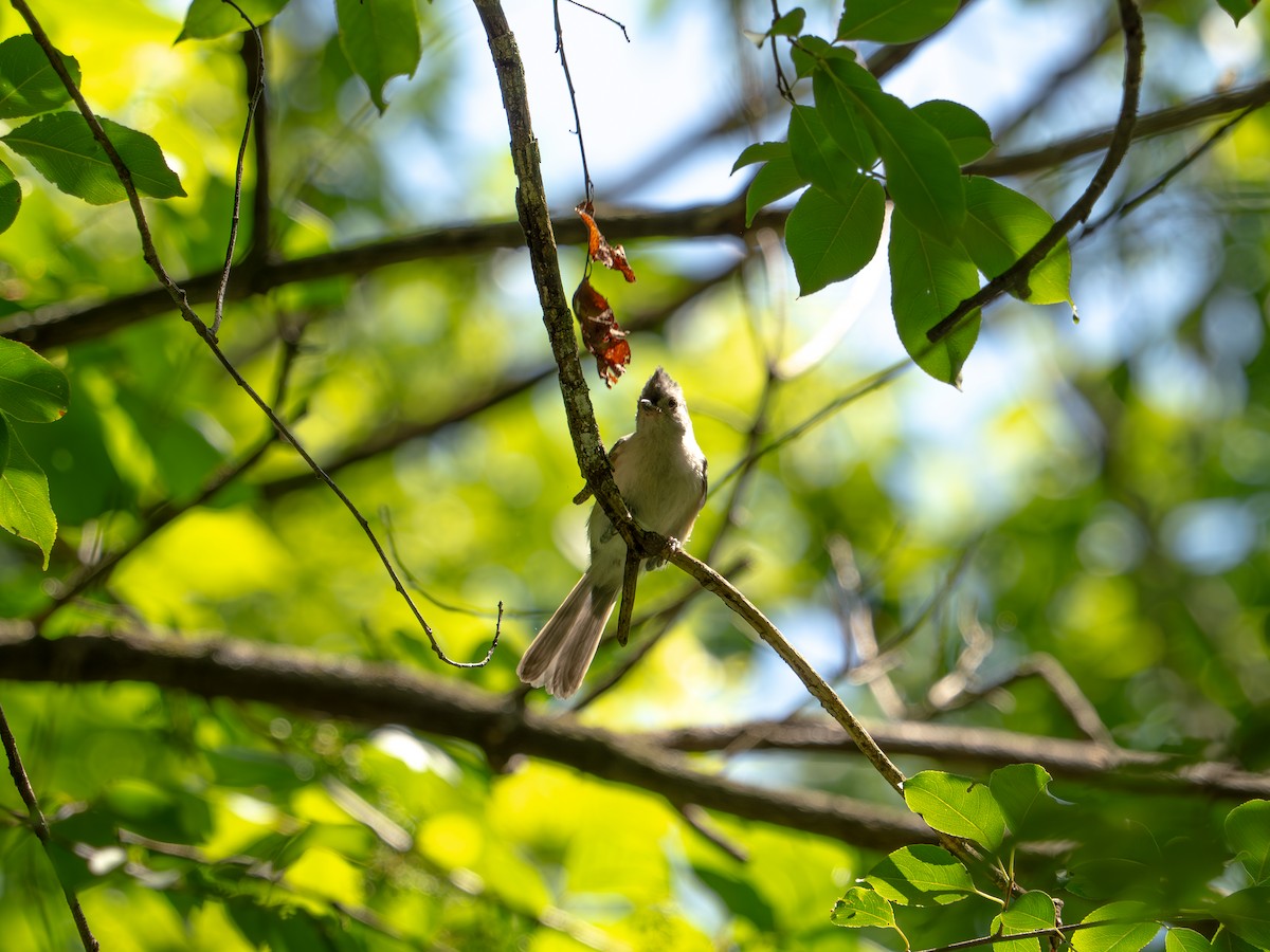 Tufted Titmouse - ML638378770