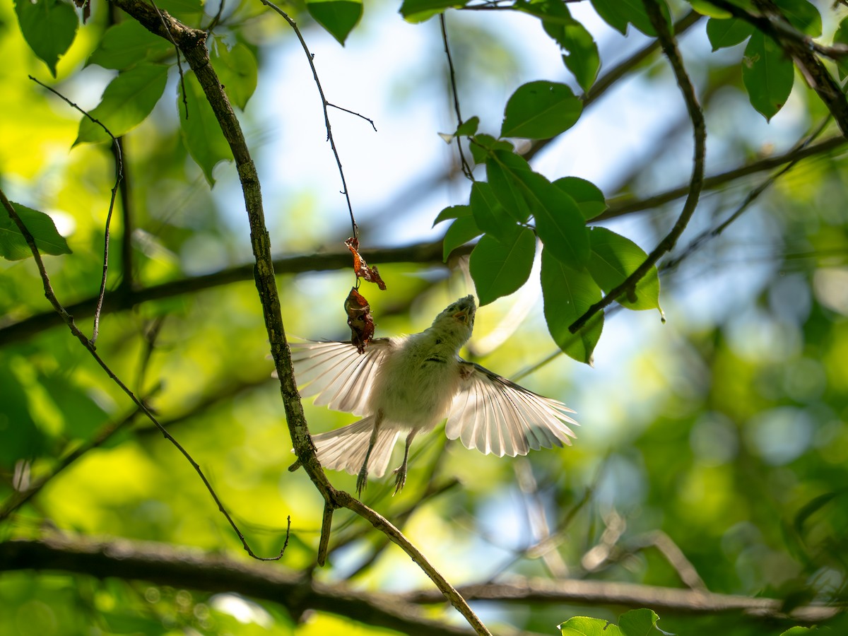 Tufted Titmouse - ML638378771