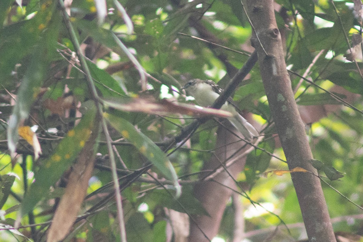 Spotted Greenbul - ML638378772
