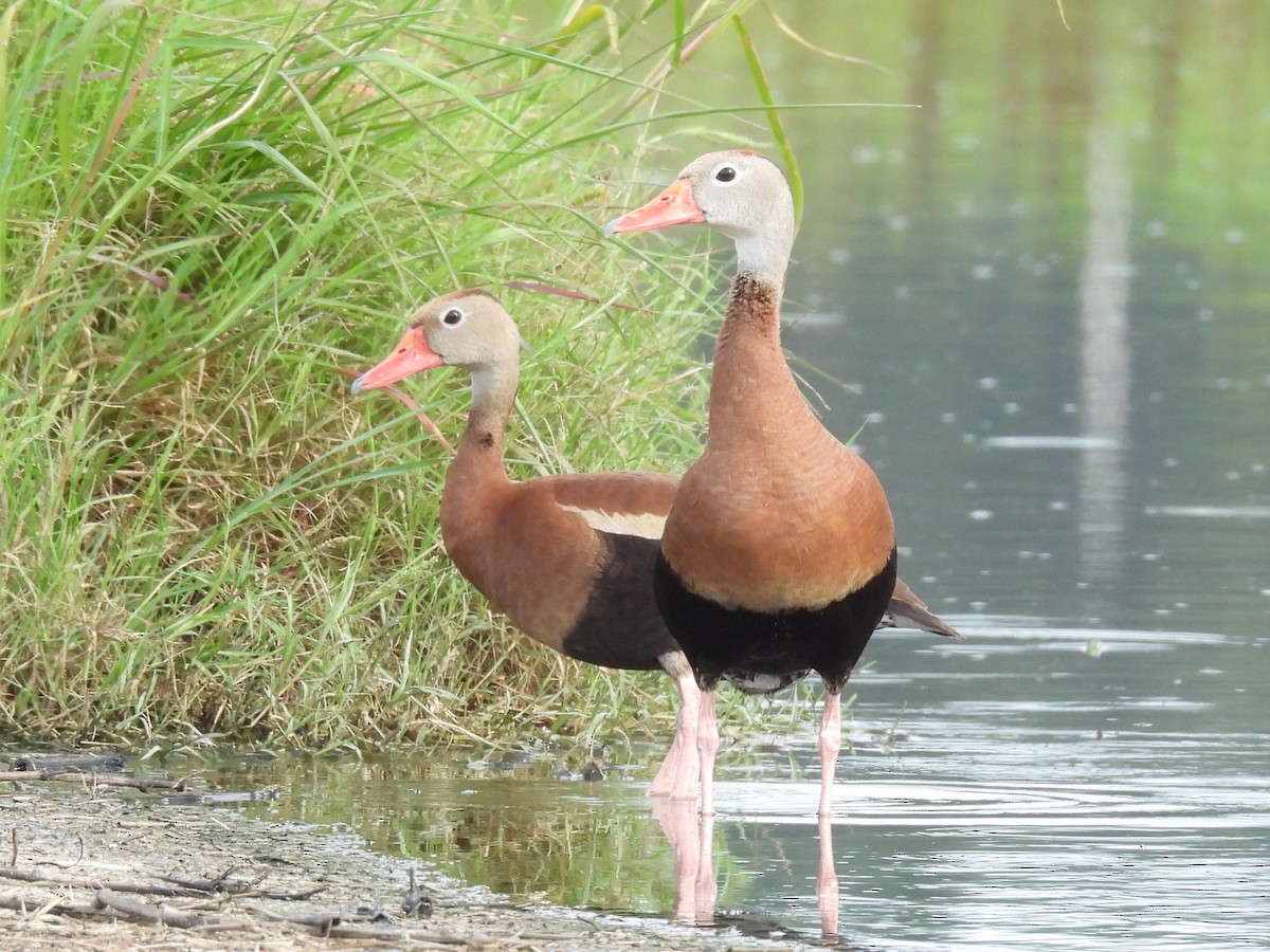 Black-bellied Whistling-Duck - ML638378778