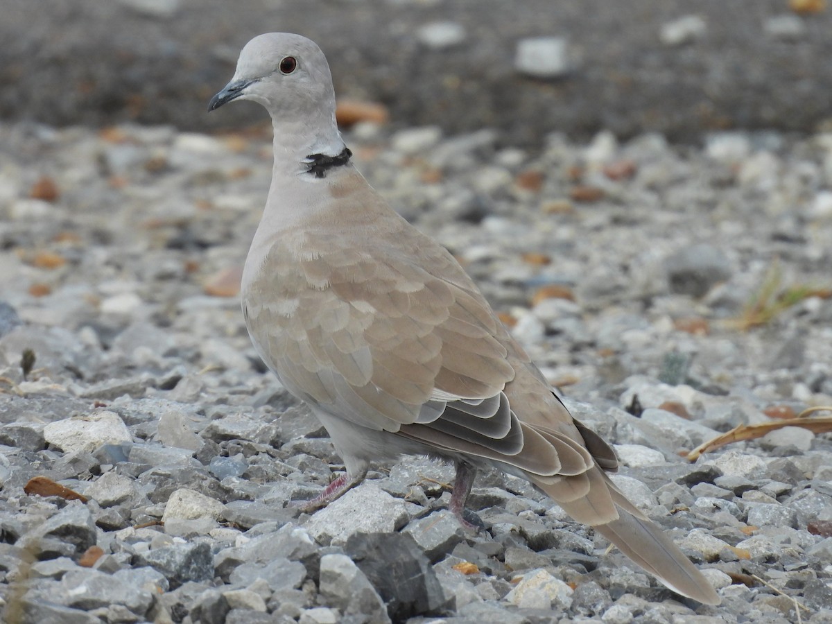 Eurasian Collared-Dove - ML638378782