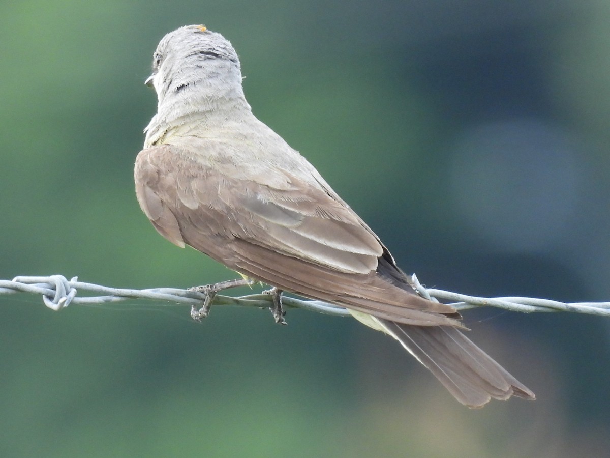 Western Kingbird - ML638378786