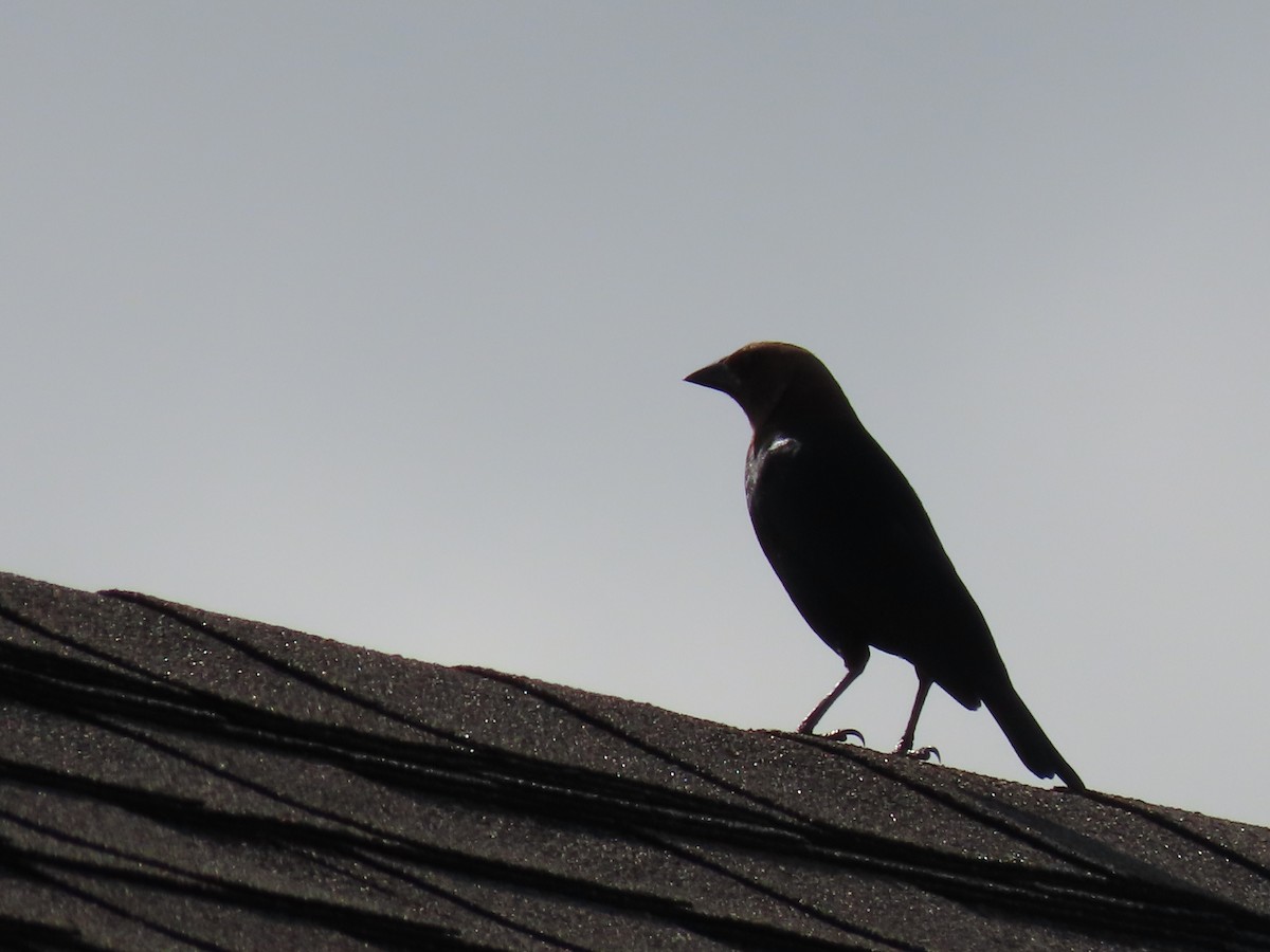 Fish Crow - ML638378790