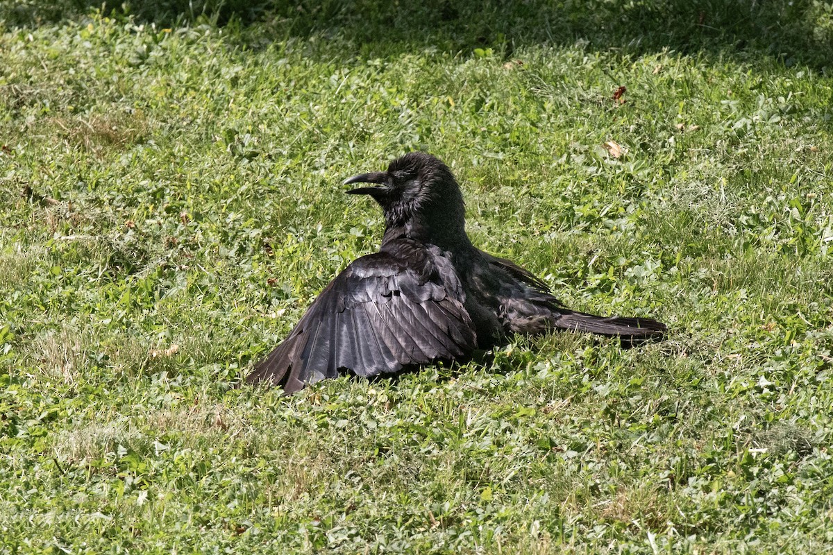 Carrion Crow - ML638378792