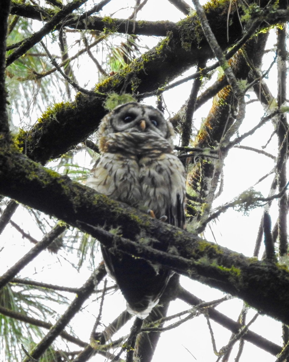 Fulvous Owl - ML638378794