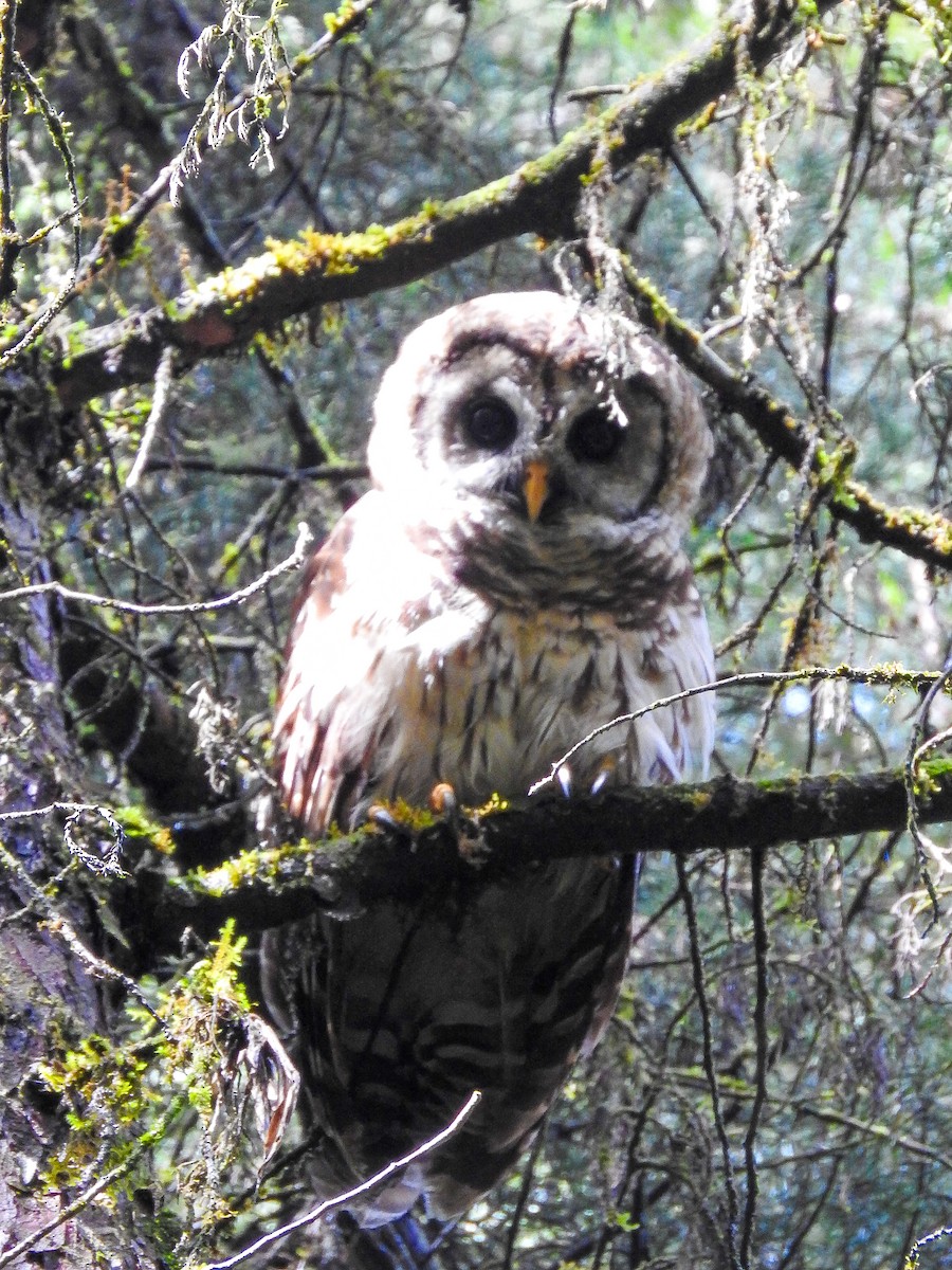Fulvous Owl - ML638378796