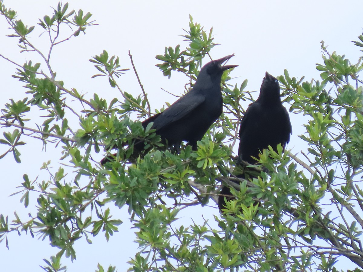 Fish Crow - ML638378798