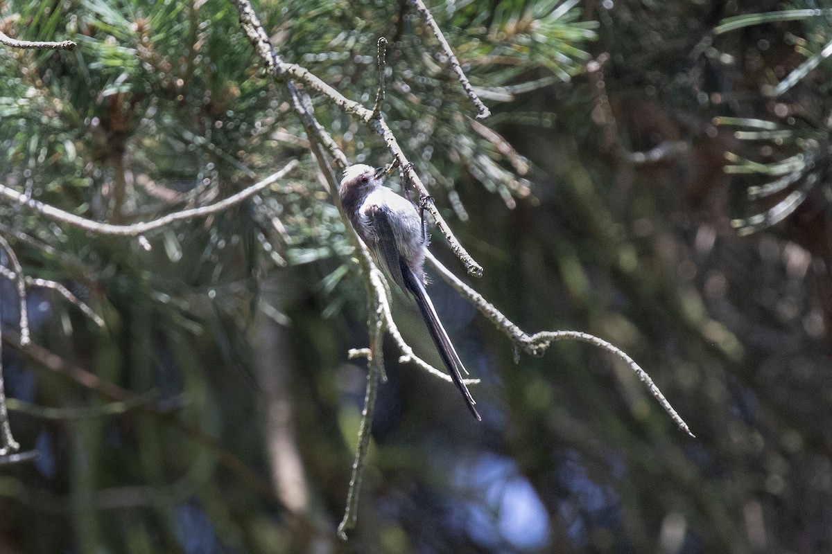 Long-tailed Tit (europaeus Group) - ML638378799
