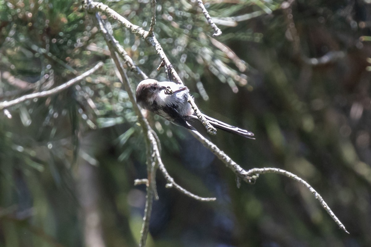Long-tailed Tit (europaeus Group) - ML638378803