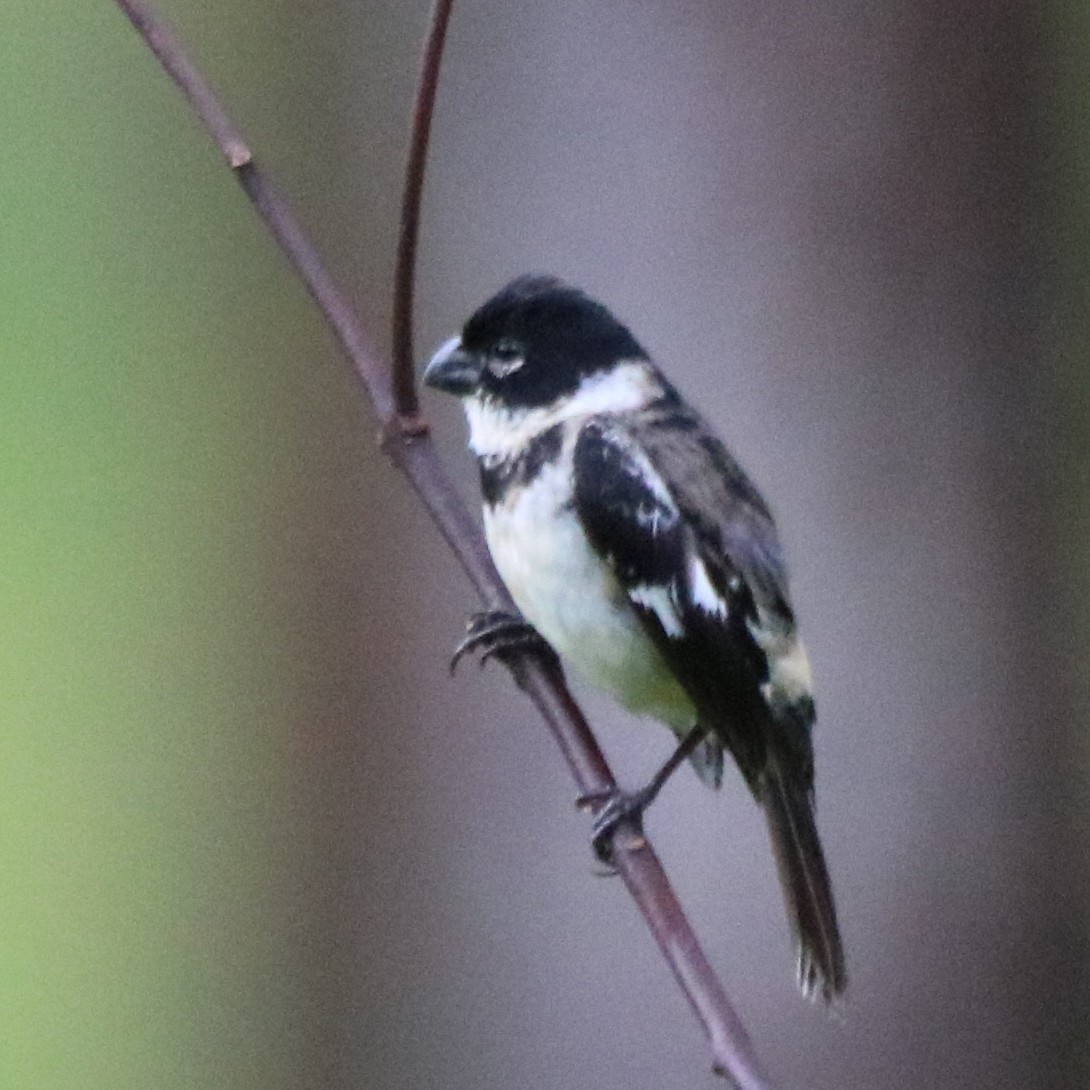 Morelet's Seedeater - ML638378804