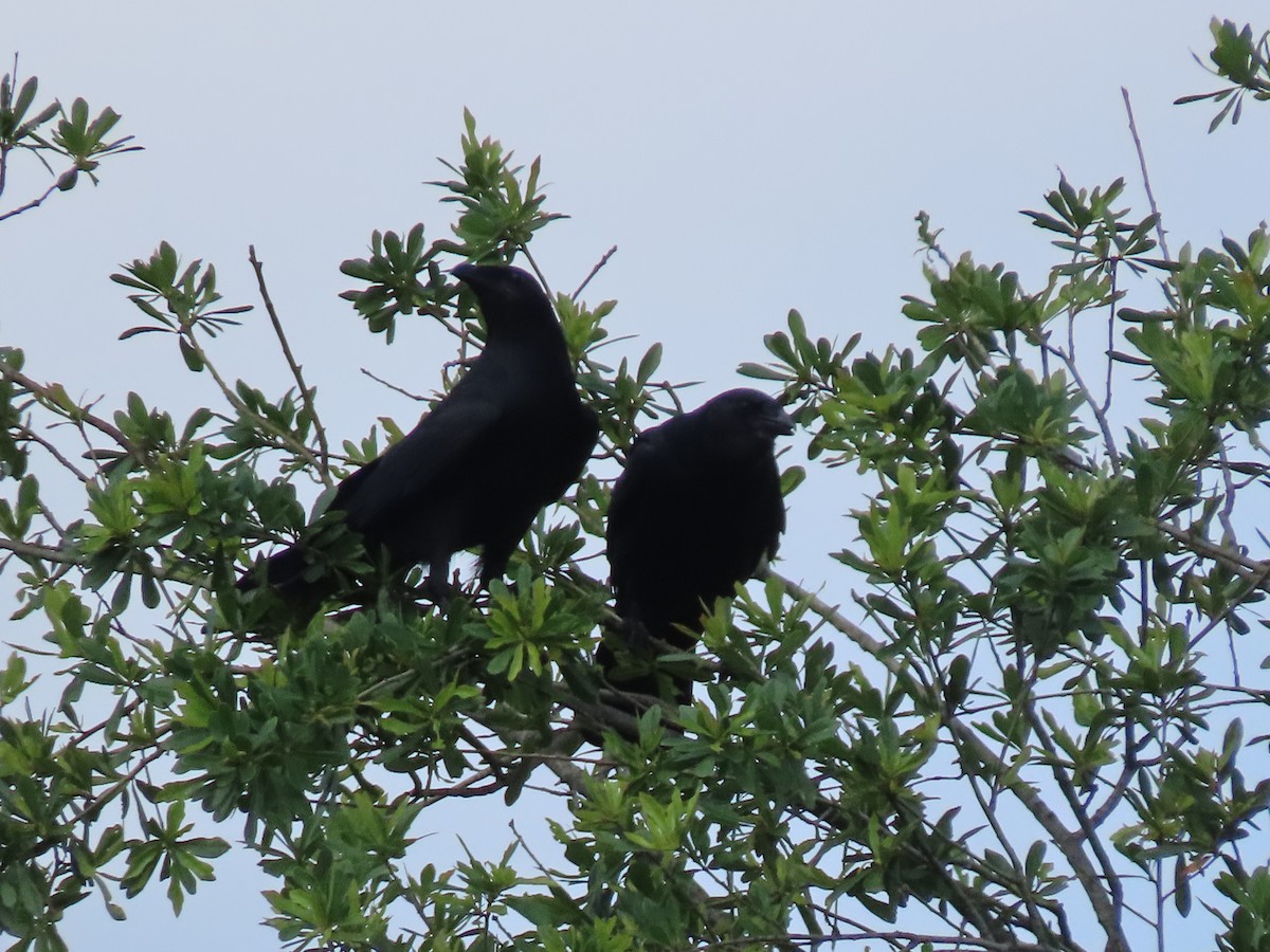 Fish Crow - ML638378809