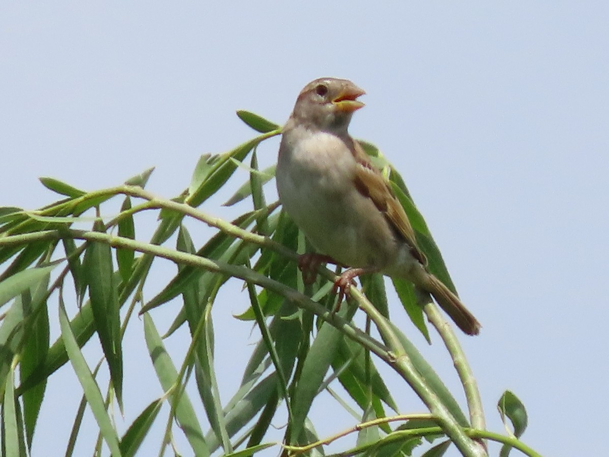 דרור הבית - ML638378821