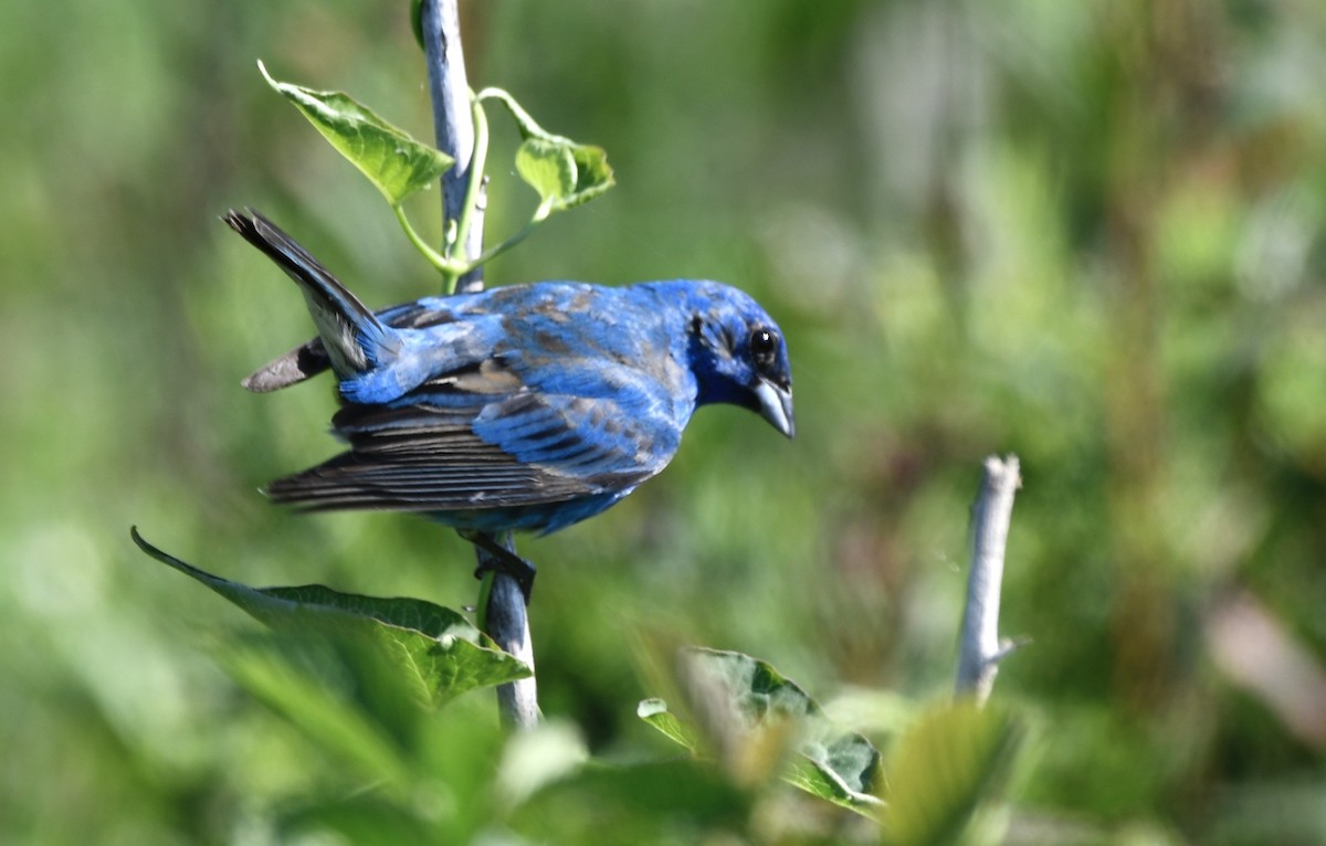Indigo Bunting - ML638378839