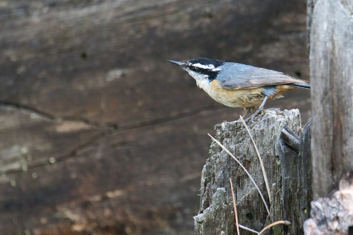 Red-breasted Nuthatch - ML638378844