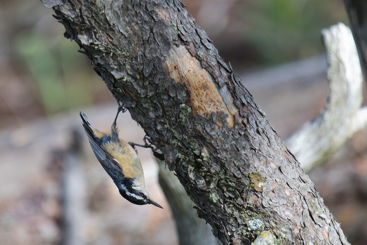 Red-breasted Nuthatch - ML638378845
