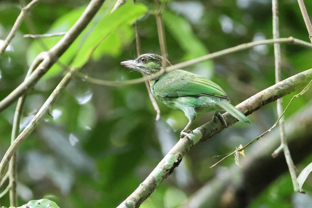 Green-eared Barbet - ML638378859