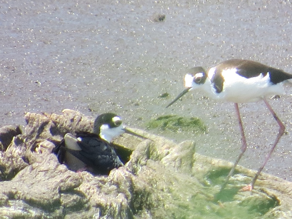 Black-necked Stilt - ML638378860