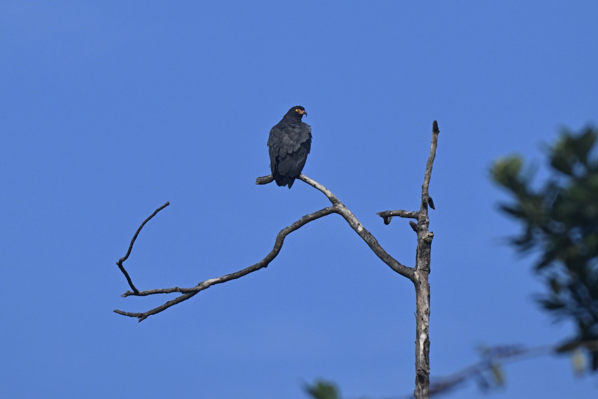 Slender-billed Kite - ML638378864