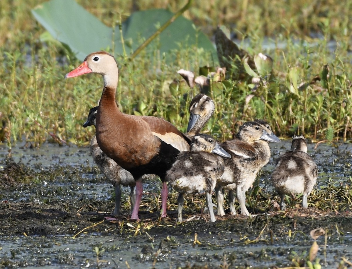 Black-bellied Whistling-Duck - ML638378865