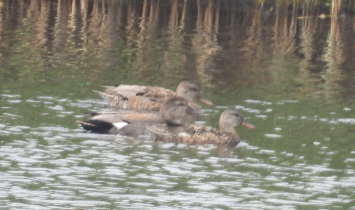Gadwall - ML638378879