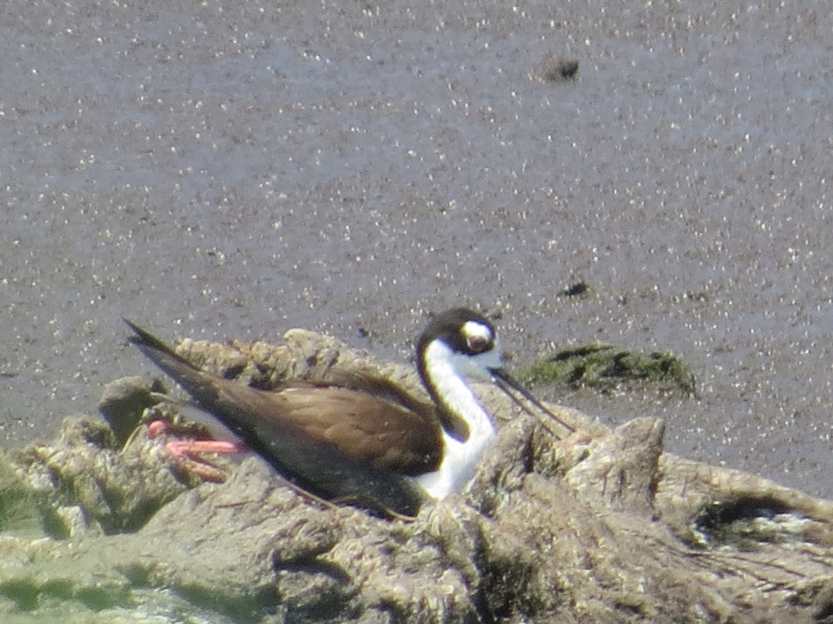 Black-necked Stilt - ML638378885