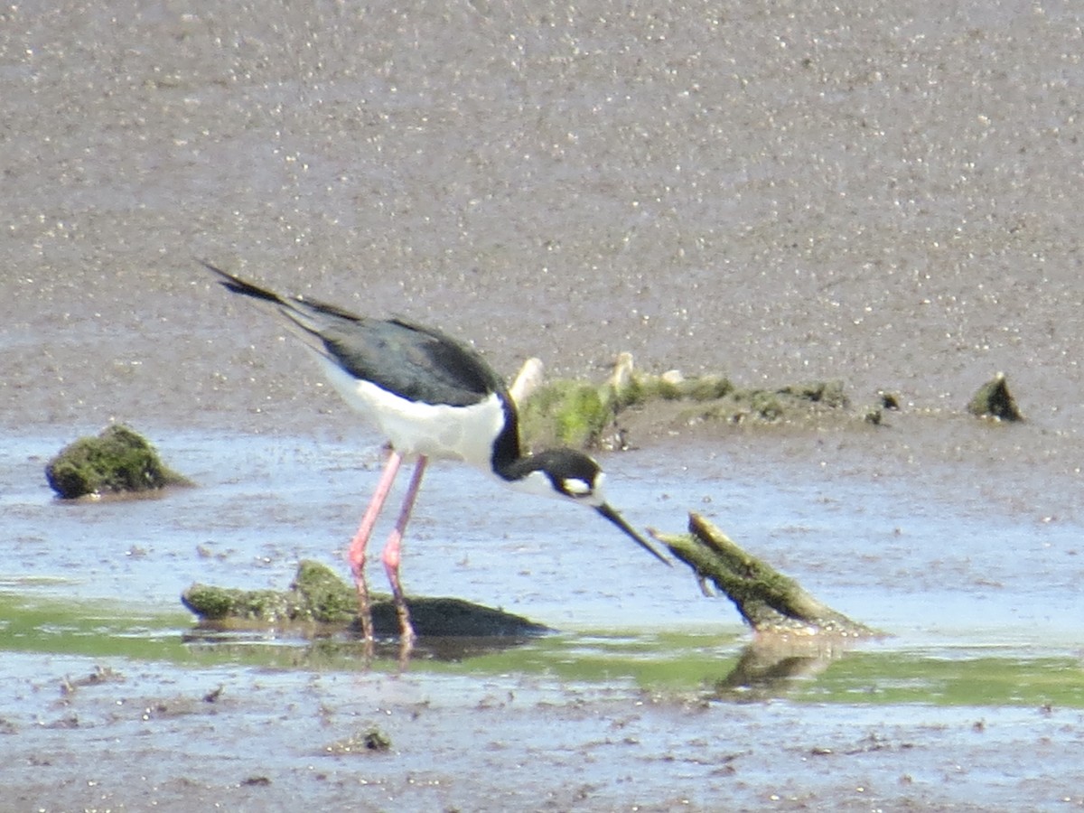 Black-necked Stilt - ML638378895