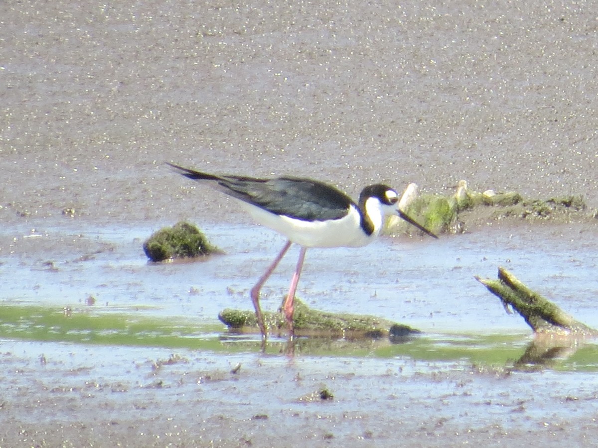 Black-necked Stilt - ML638378899