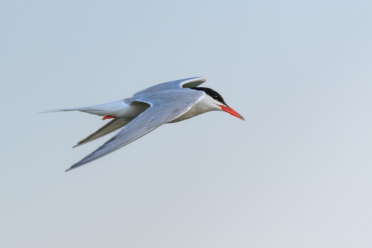 Крячок річковий - ML638378905