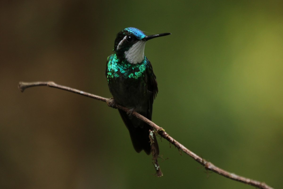 White-throated Mountain-gem - ML638378941