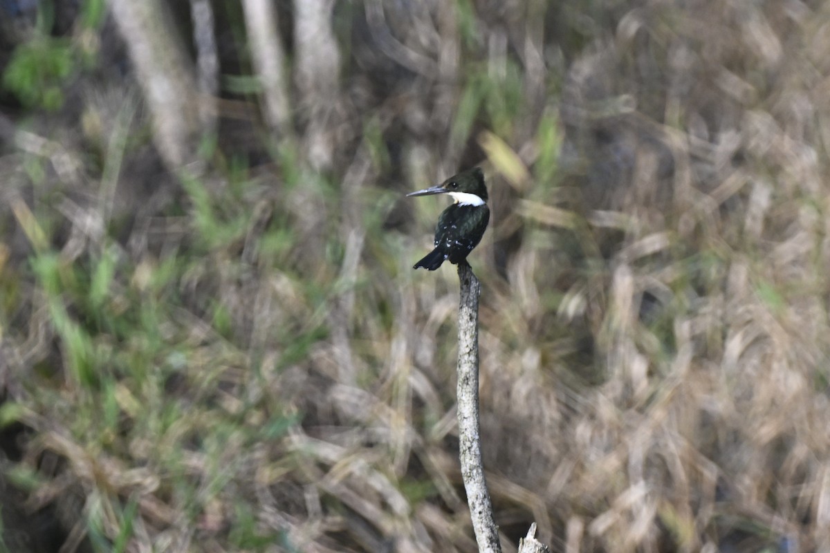 Green Kingfisher - ML638378954
