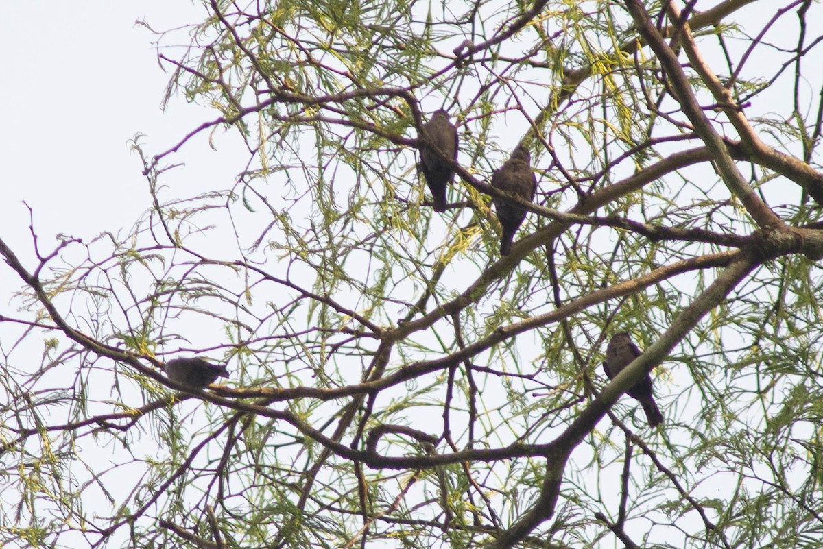 Ussher's Flycatcher - ML638378960