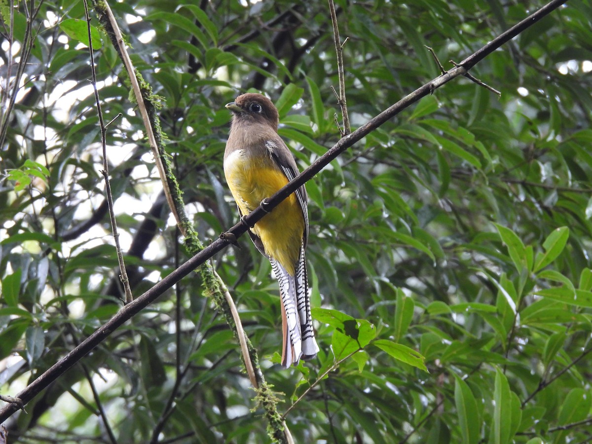 Atlantic Black-throated Trogon - ML638378962
