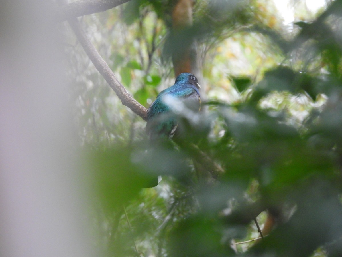 Atlantic Black-throated Trogon - ML638378965