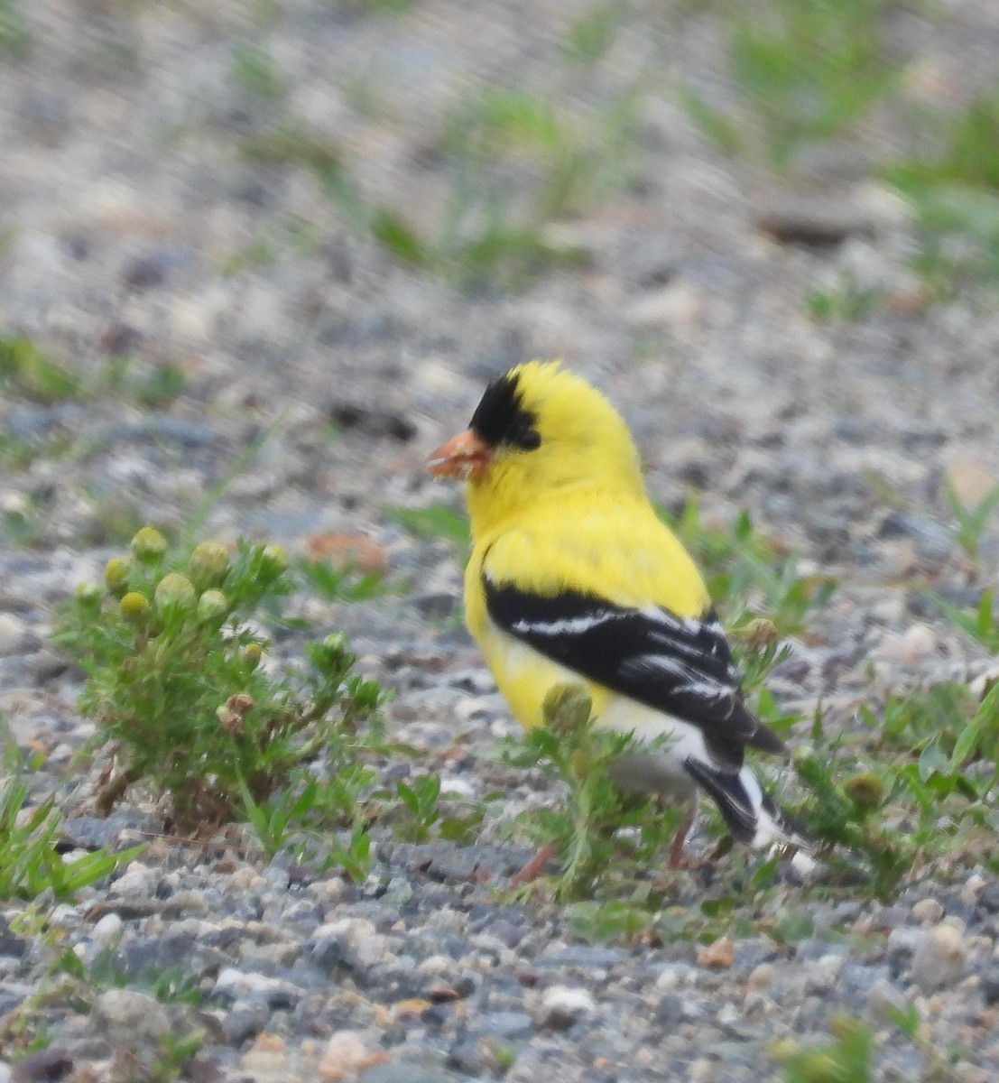 American Goldfinch - ML638378966