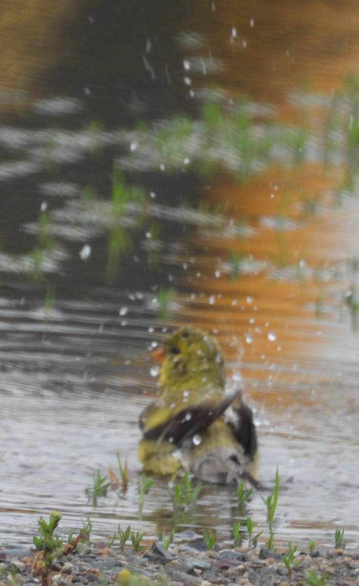 American Goldfinch - ML638378967