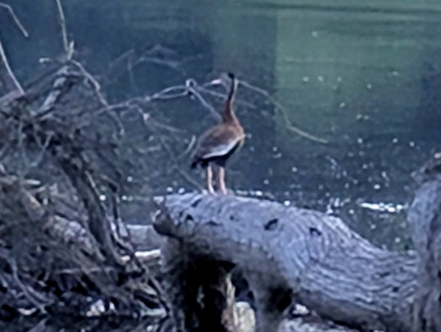 Black-bellied Whistling-Duck - ML638378970