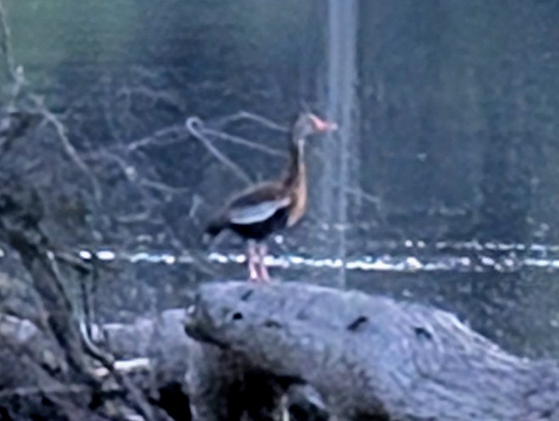 Black-bellied Whistling-Duck - ML638378971
