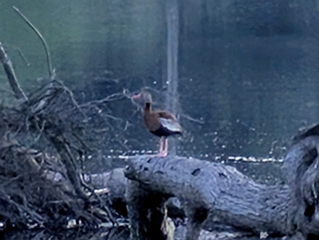 Black-bellied Whistling-Duck - ML638378972