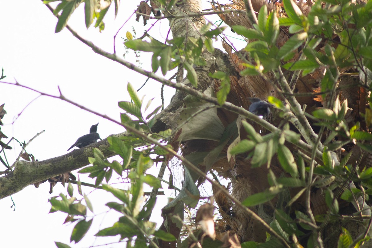 Chestnut-winged Starling - ML638378975