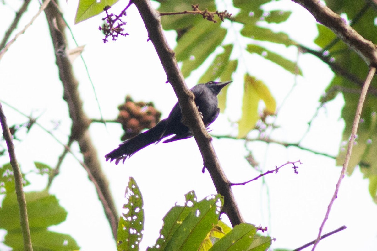 Chestnut-winged Starling - ML638378979