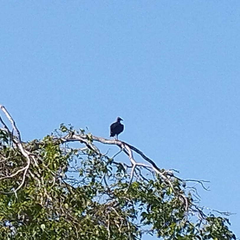 Black Vulture - ML638379009