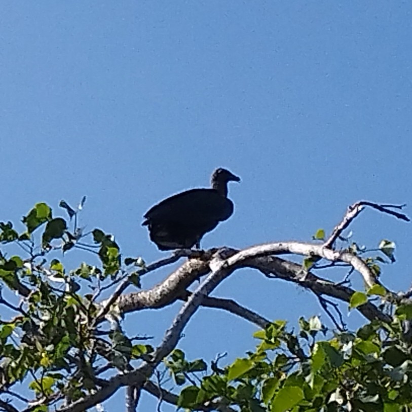 Black Vulture - ML638379010