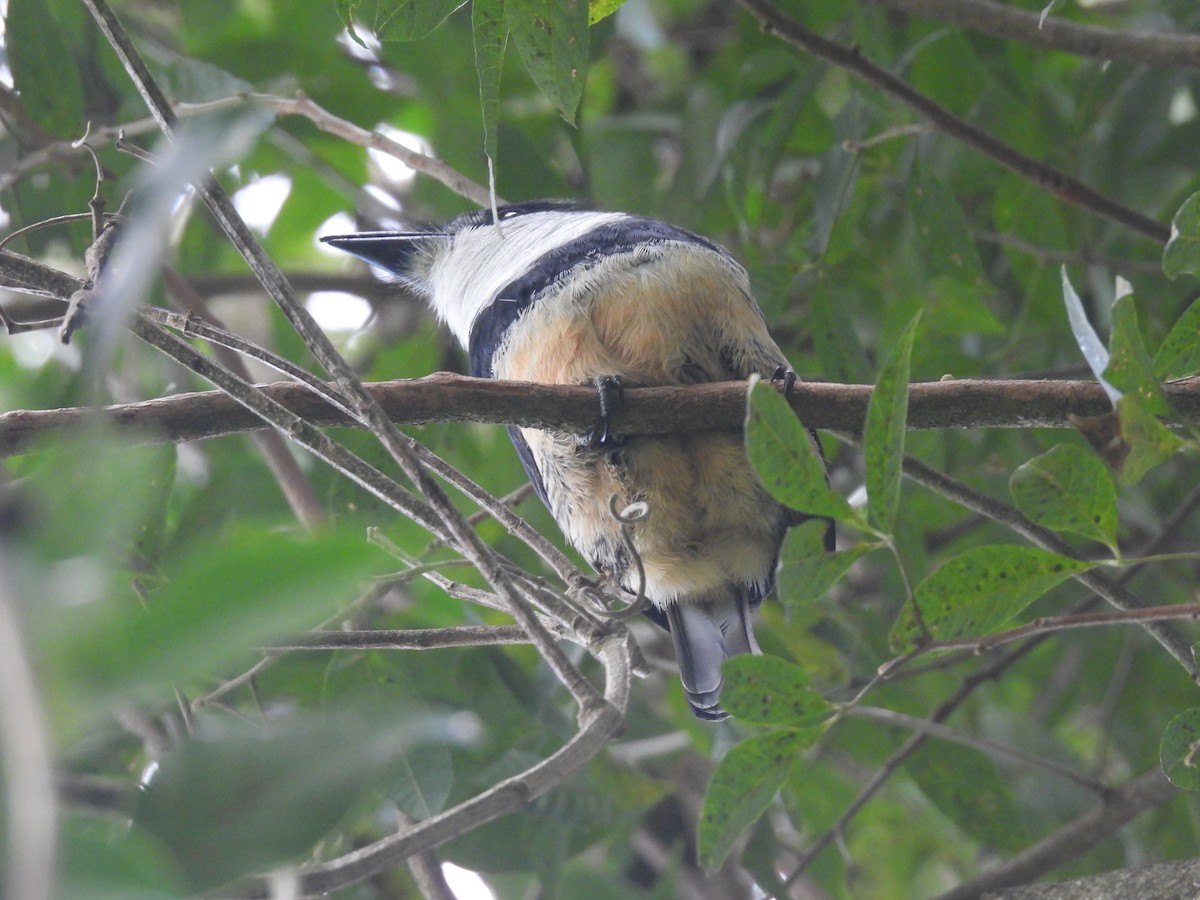 Buff-bellied Puffbird - ML638379013